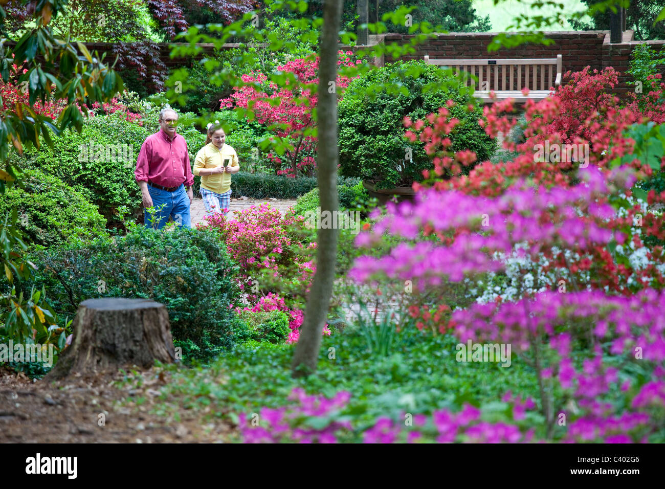 Azeleas à la U.S. National Arboretum, Washington DC Banque D'Images