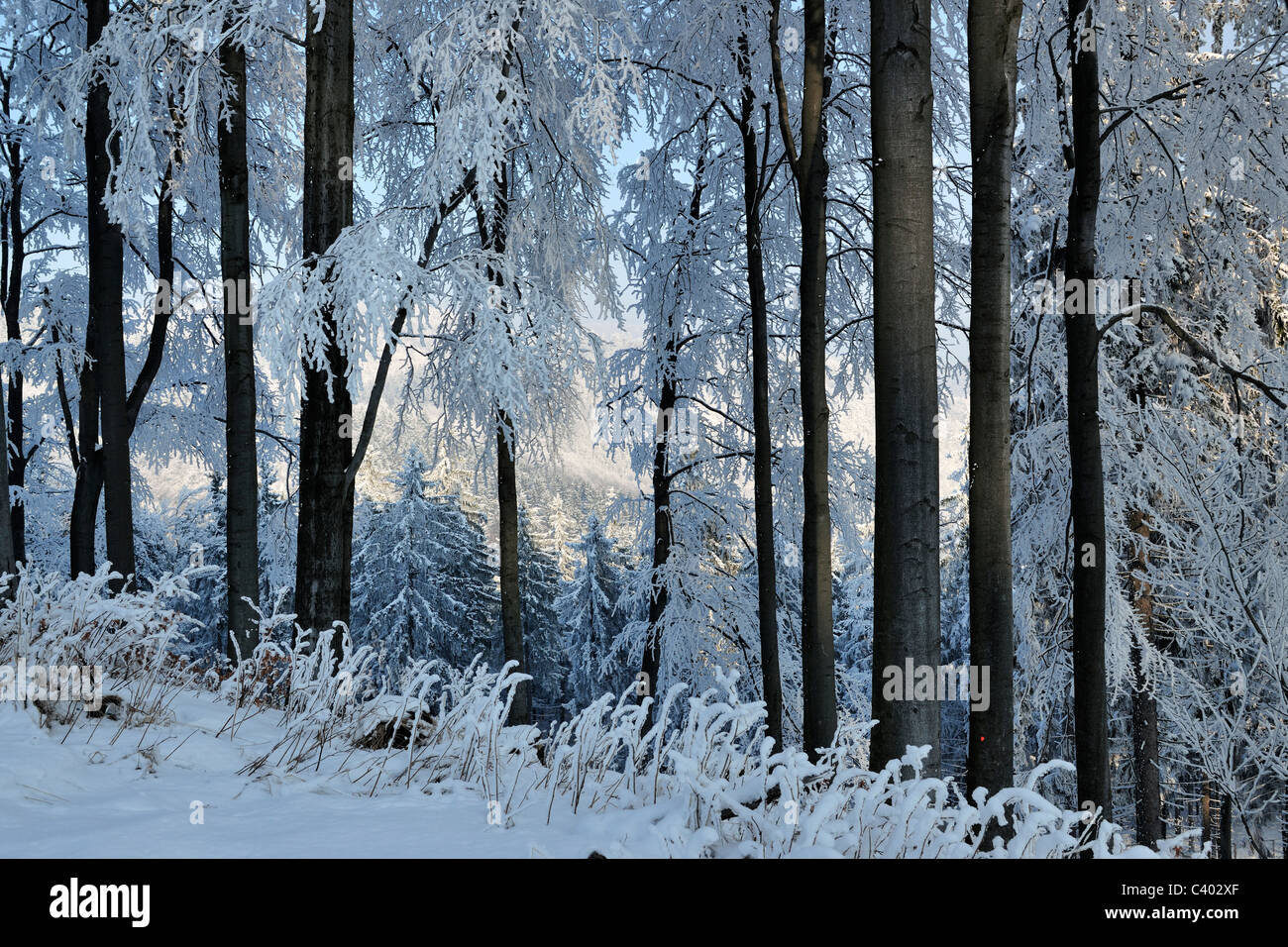 Paysage extérieur de neige d'hiver Silésie, Pologne, nature, bois, nature, bois, bois, froid, couverture, cristal, temps froid, noël blanc Banque D'Images