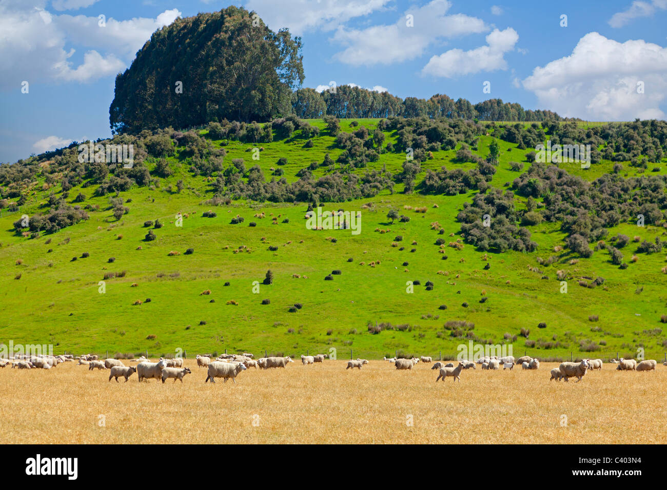 Des moutons paissant dans les domaines de la Nouvelle-Zélande Banque D'Images