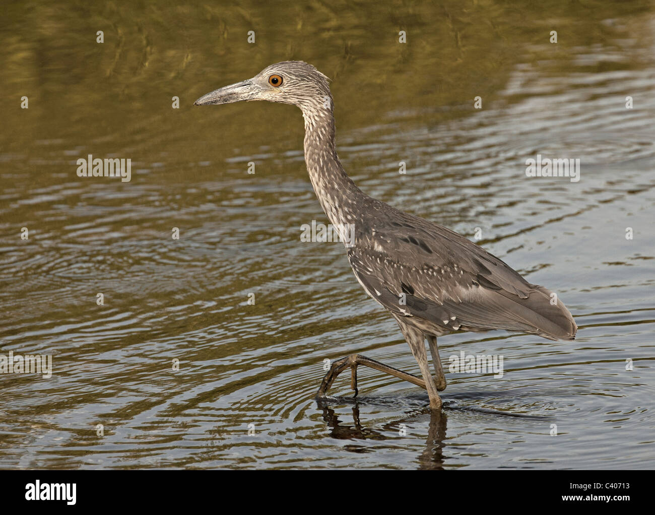 Night Heron immatures, Ding Darling Nature Preserve, en Floride Banque D'Images