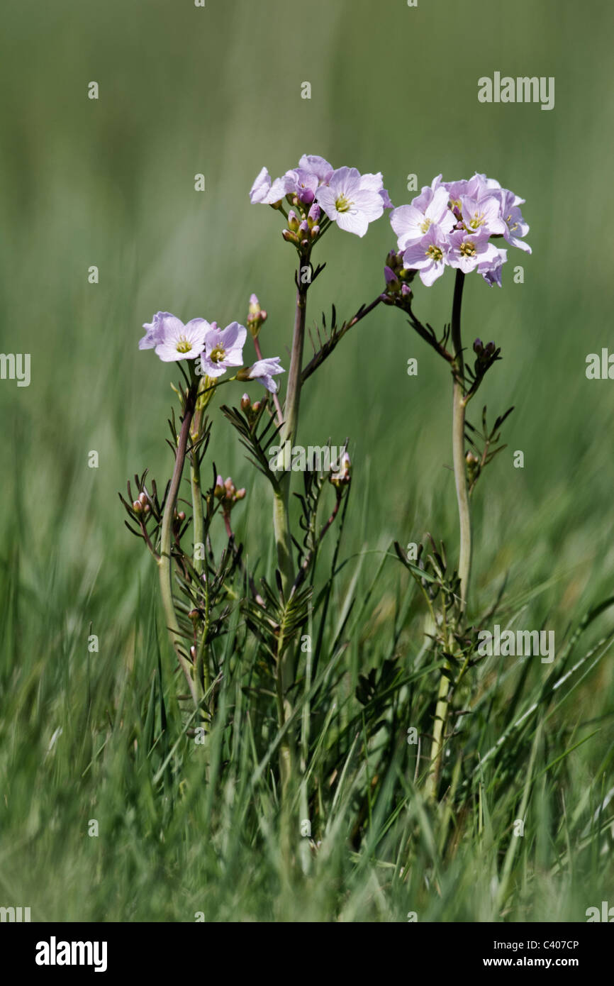 Mesdames smock, Cardamine pratensis, fleur en herbe, Midlands, Avril 2011 Banque D'Images