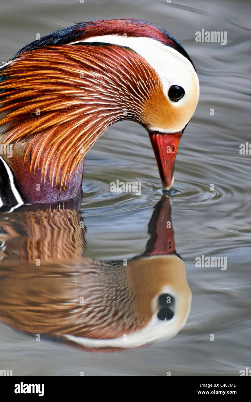 Canard Mandarin, Aix galericulata, homme célibataire sur l'eau, head shot, Midlands, Avril 2011 Banque D'Images