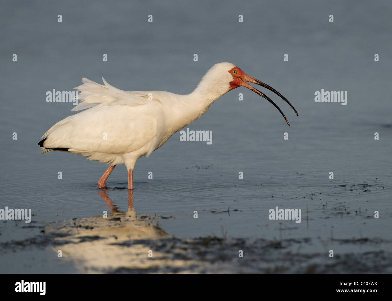 Ibis blanc, appelant Estero lagoon, en Floride. Banque D'Images