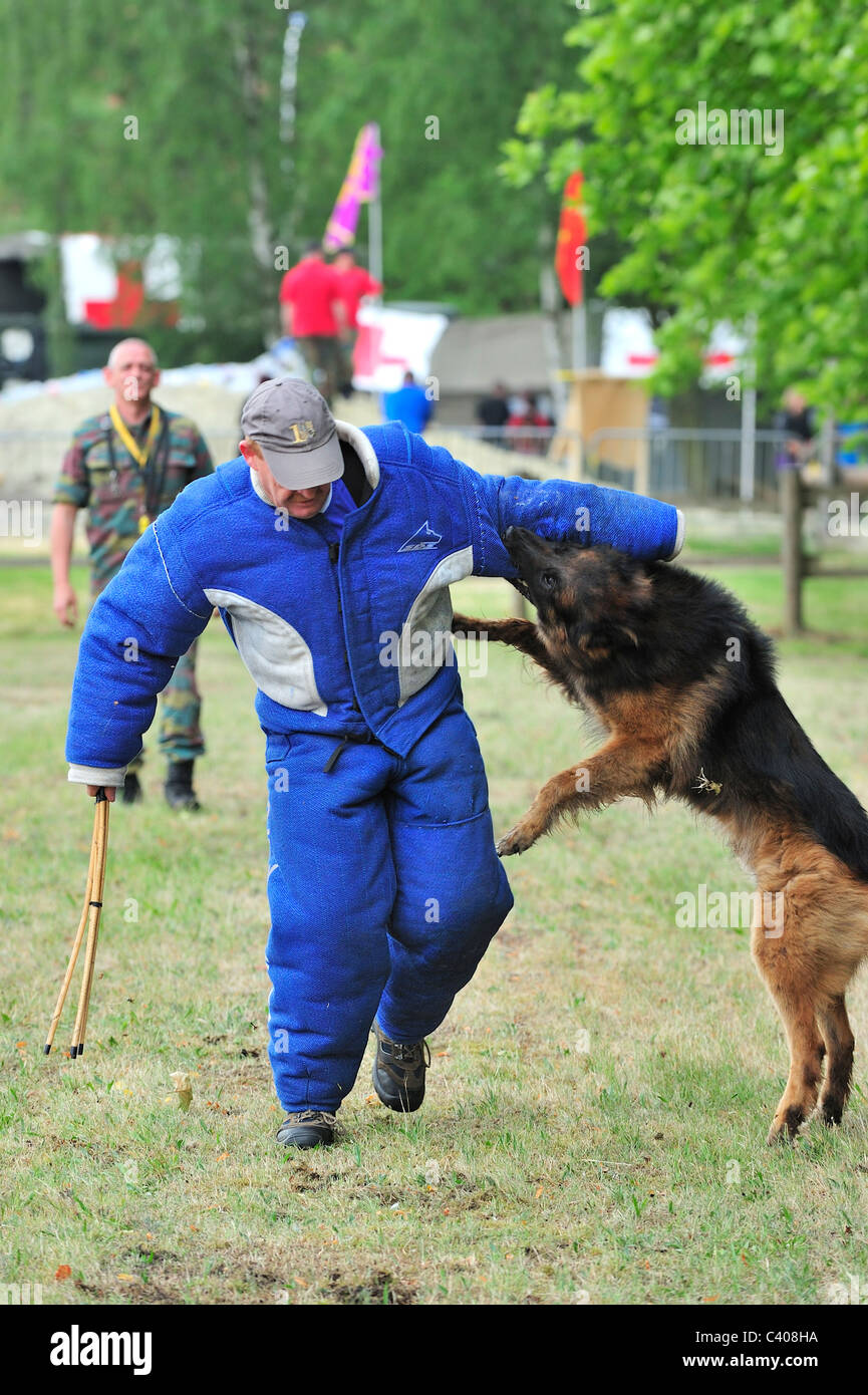 Formation de chien d'attaque militaire avec l'homme dans des vêtements de l'armée belge à Tournai, Belgique Banque D'Images