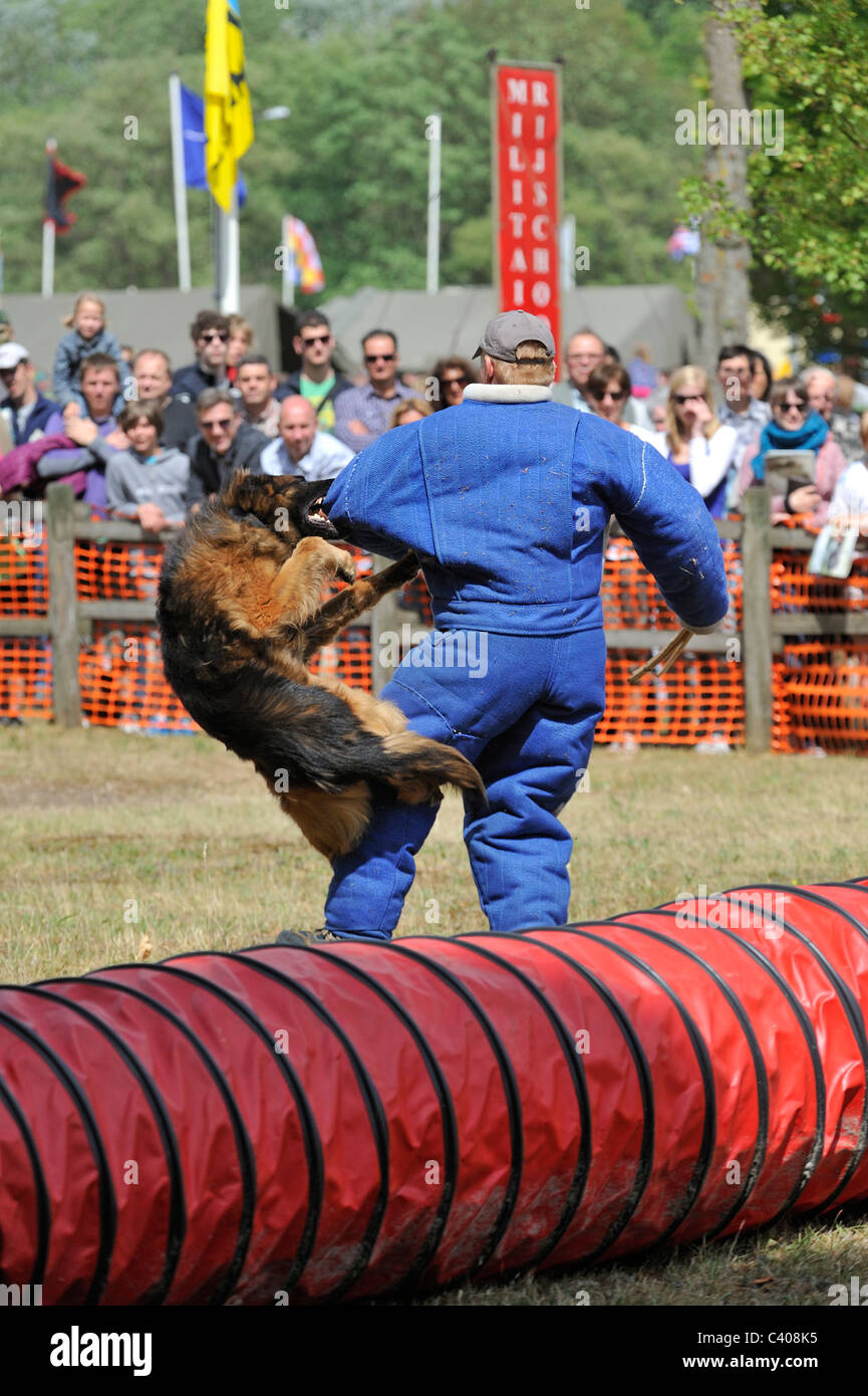 Chien d'attaque militaire, Chien de Berger Belge Malinois /, mordre l'homme en vêtements de protection lors de la journée portes ouvertes de l'armée en Belgique Banque D'Images