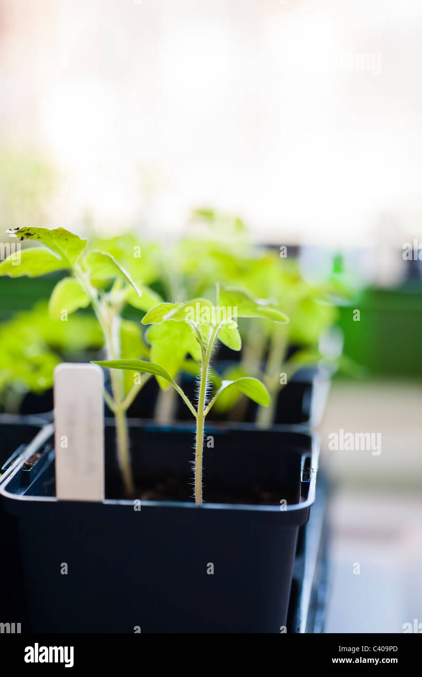 Les jeunes plants de tomate de plus en pot de fleurs, Close up Banque D'Images