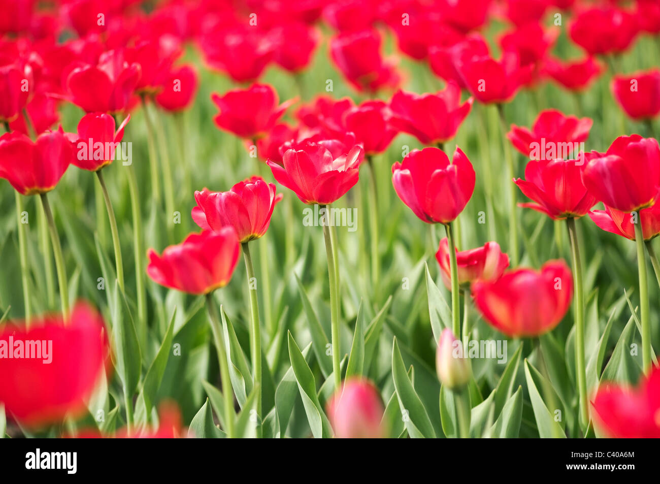 Fleur de printemps tulipe de faible champ profond Banque D'Images