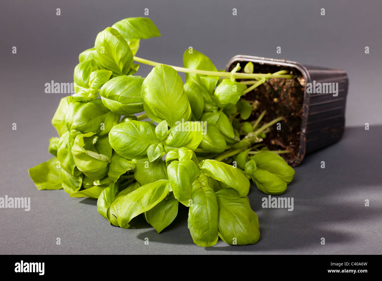 Plante de basilic dans un pot. L'usine est basculé sur un fond gris Banque D'Images