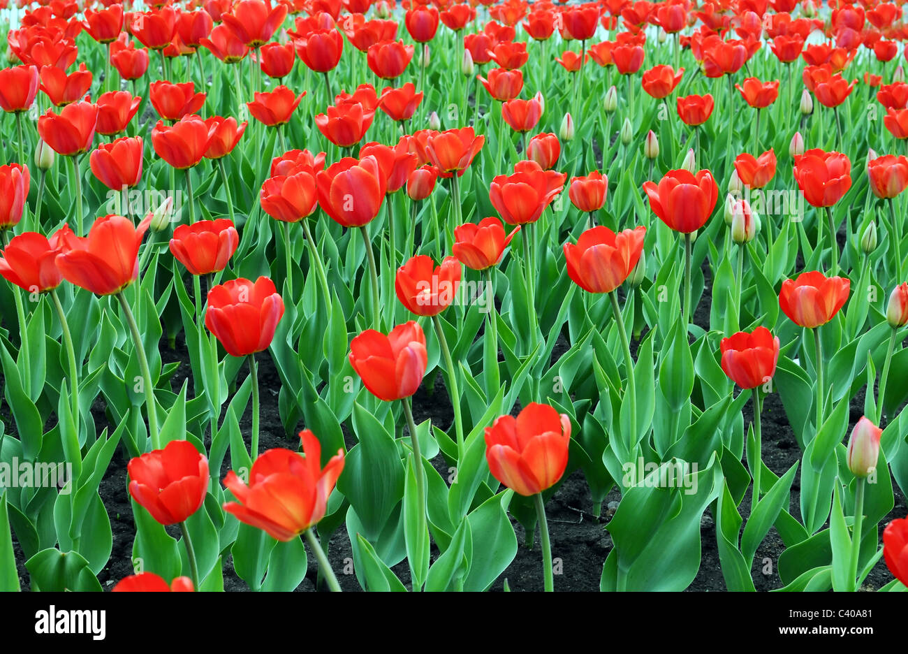 De nombreuses tulipes rouges on Meadow Banque D'Images