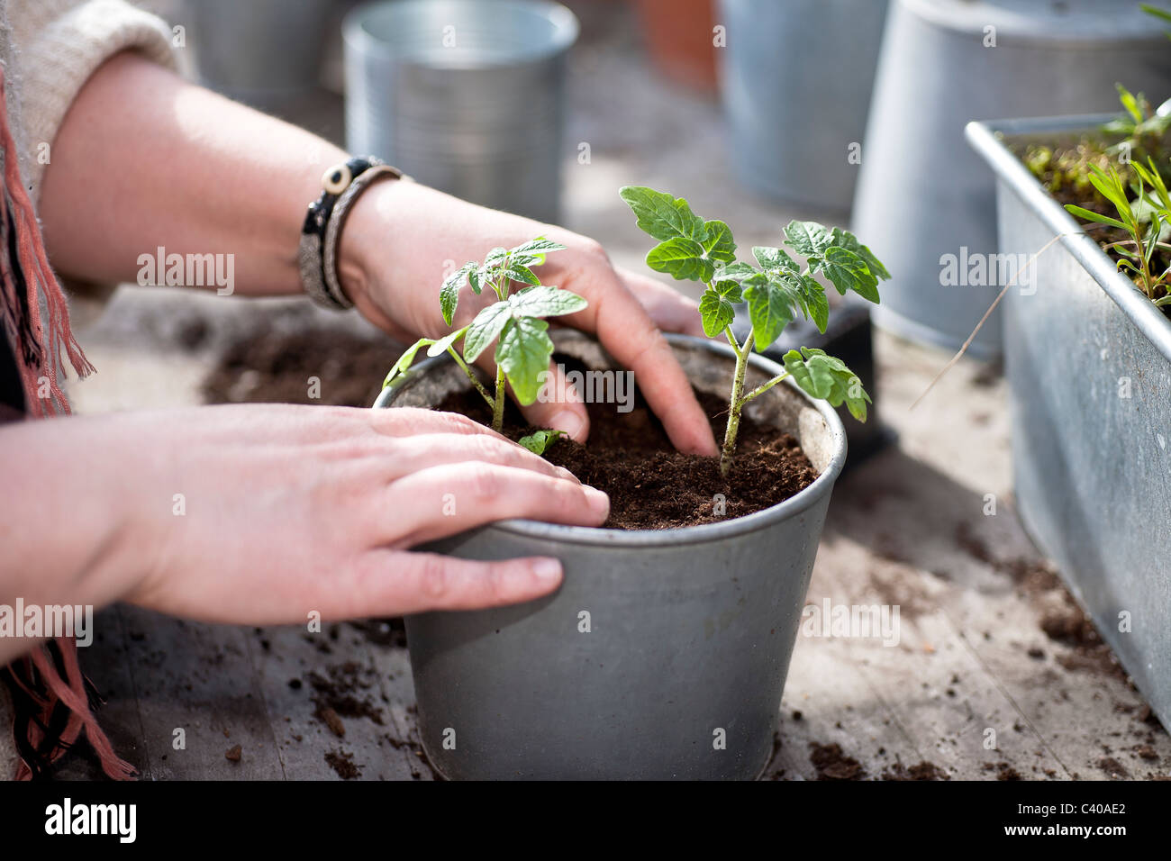 Femme la plantation de petites plantes (tomate) dans un pot. L'accent peu profondes Banque D'Images