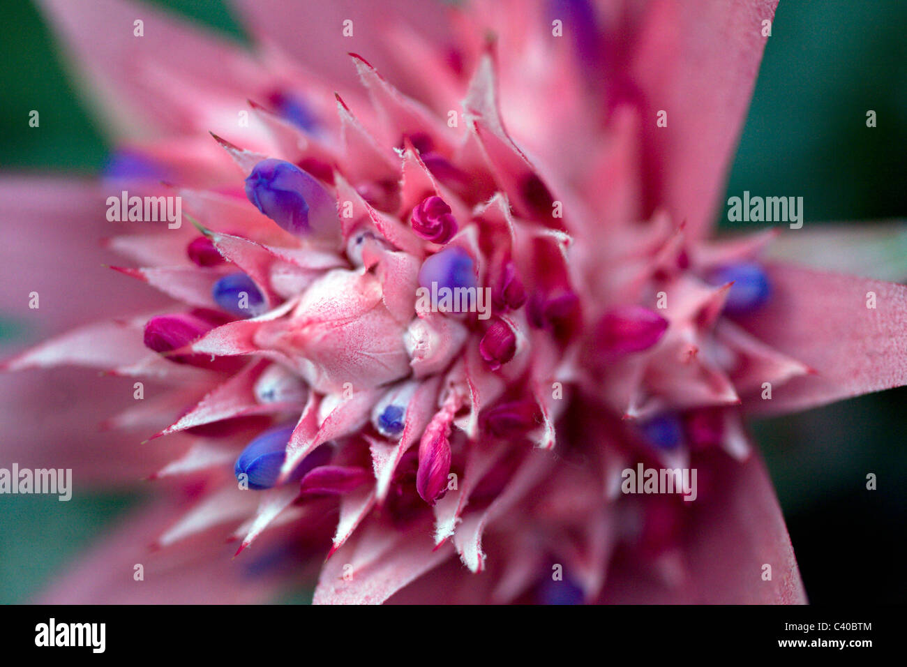 Rose fleur exotique Banque D'Images