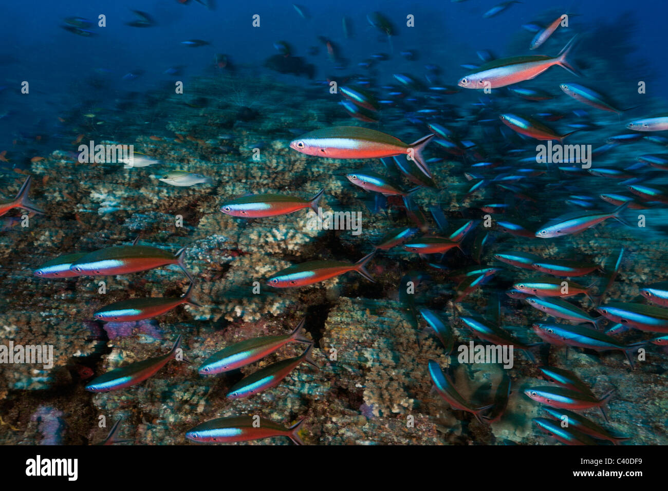 Banc de Fusilier néon sur Reef, Pterocaesio tile, Namena Réserve Marine, Fidji Banque D'Images