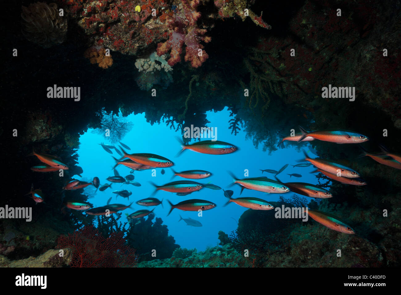 Banc de Fusilier néon dans Cave, Pterocaesio tile, Namena Réserve Marine, Fidji Banque D'Images