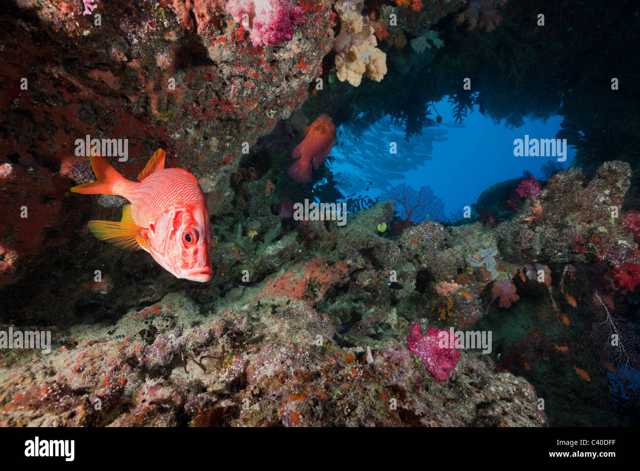 Longjawed Marignans dans Cave, Sargocentron spiniferum, Namena Réserve Marine, Fidji Banque D'Images