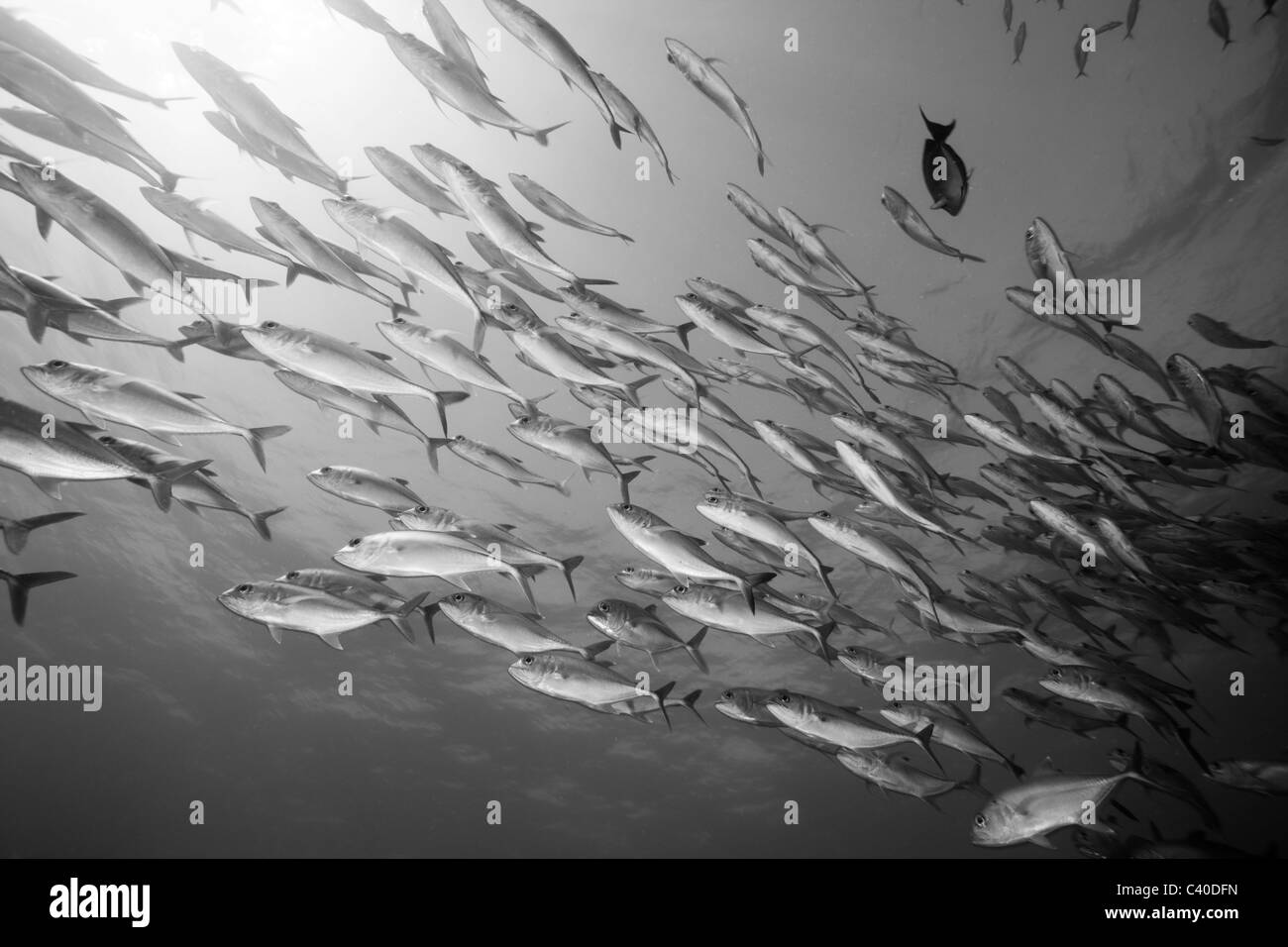 Bancs de caranges, Caranx sexfasciatus, Namena Réserve Marine, Fidji Banque D'Images