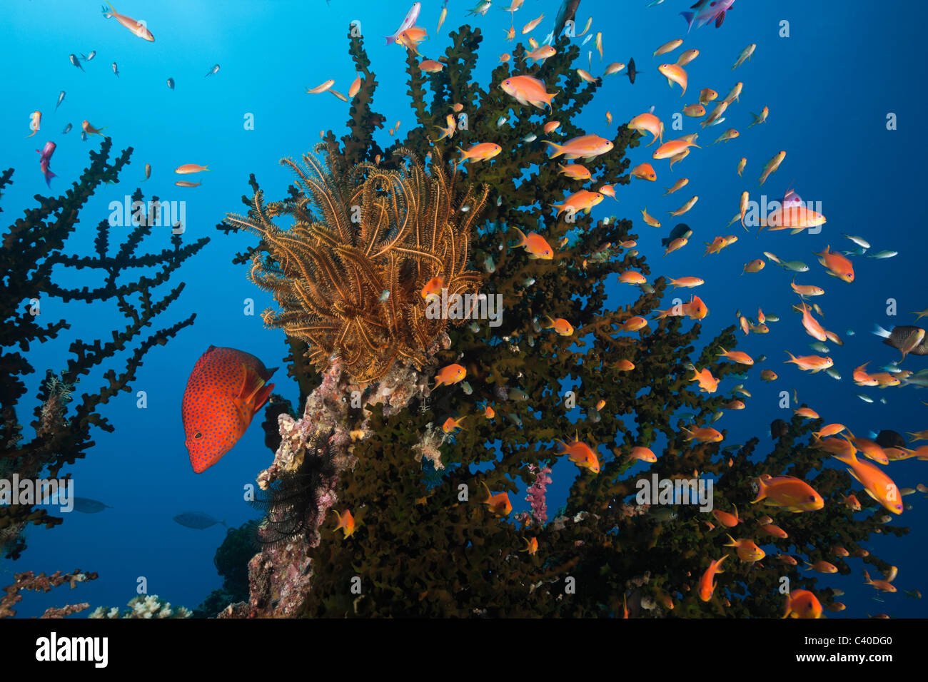 Lyretail Anthias à Coral Reef, Pseudanthias squamipinnis, Namena Réserve Marine, Fidji Banque D'Images