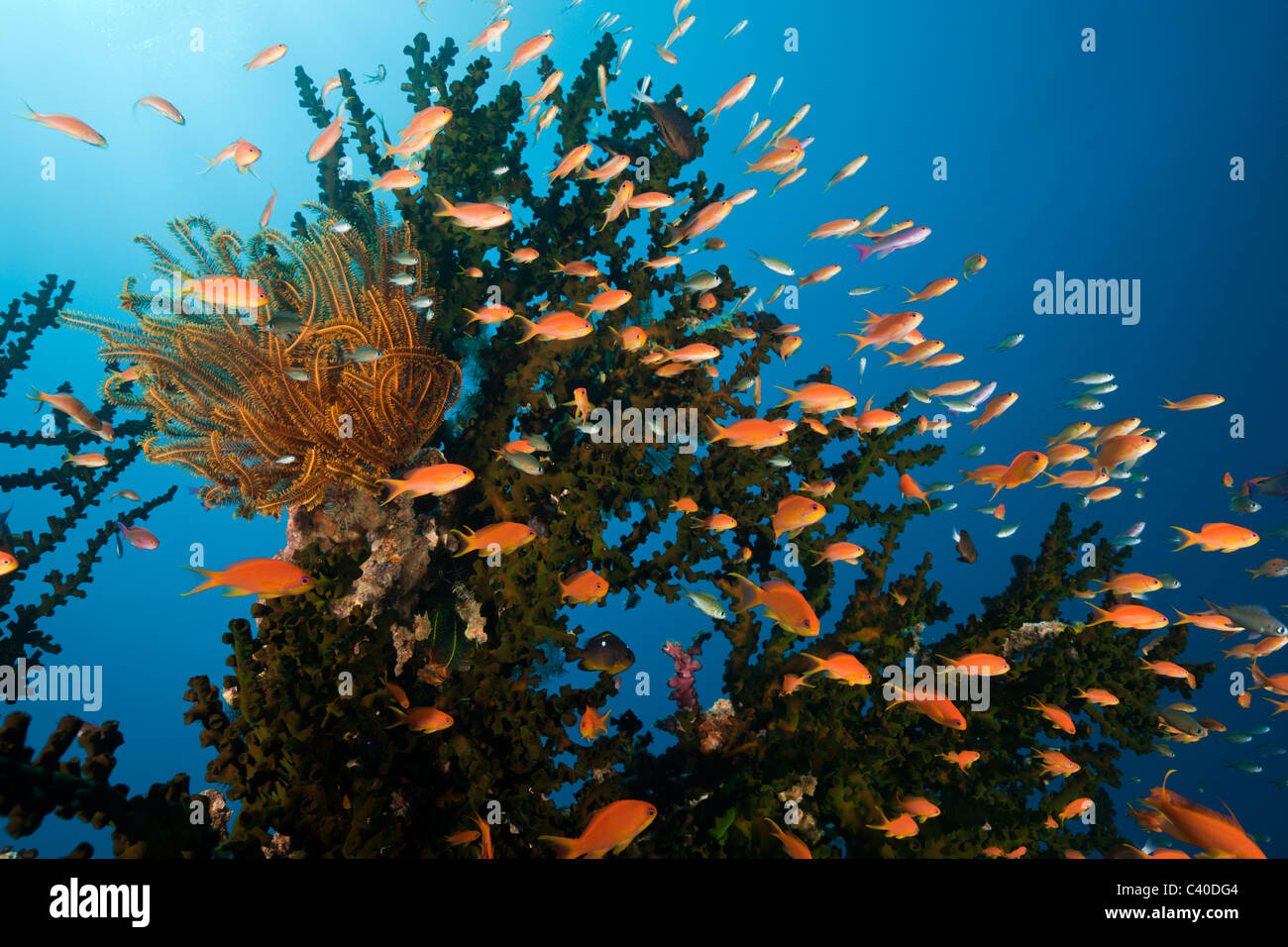 Lyretail Anthias à Coral Reef, Pseudanthias squamipinnis, Namena Réserve Marine, Fidji Banque D'Images