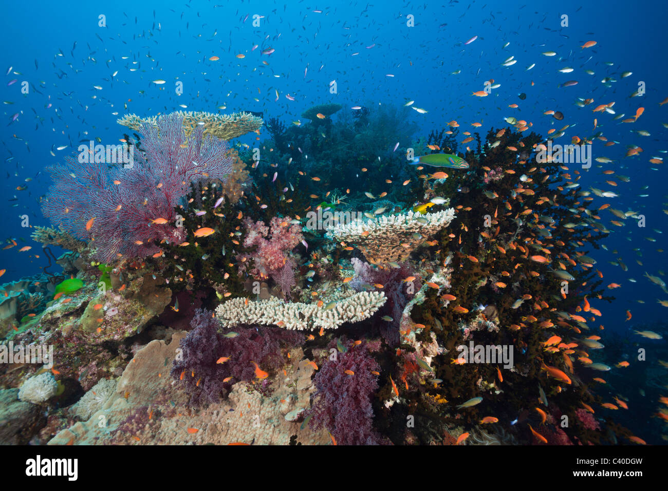 Lyretail Anthias à Coral Reef, Pseudanthias squamipinnis, Namena Réserve Marine, Fidji Banque D'Images