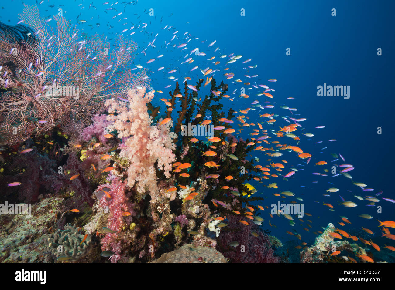Lyretail Anthias à Coral Reef, Pseudanthias squamipinnis, Namena Réserve Marine, Fidji Banque D'Images