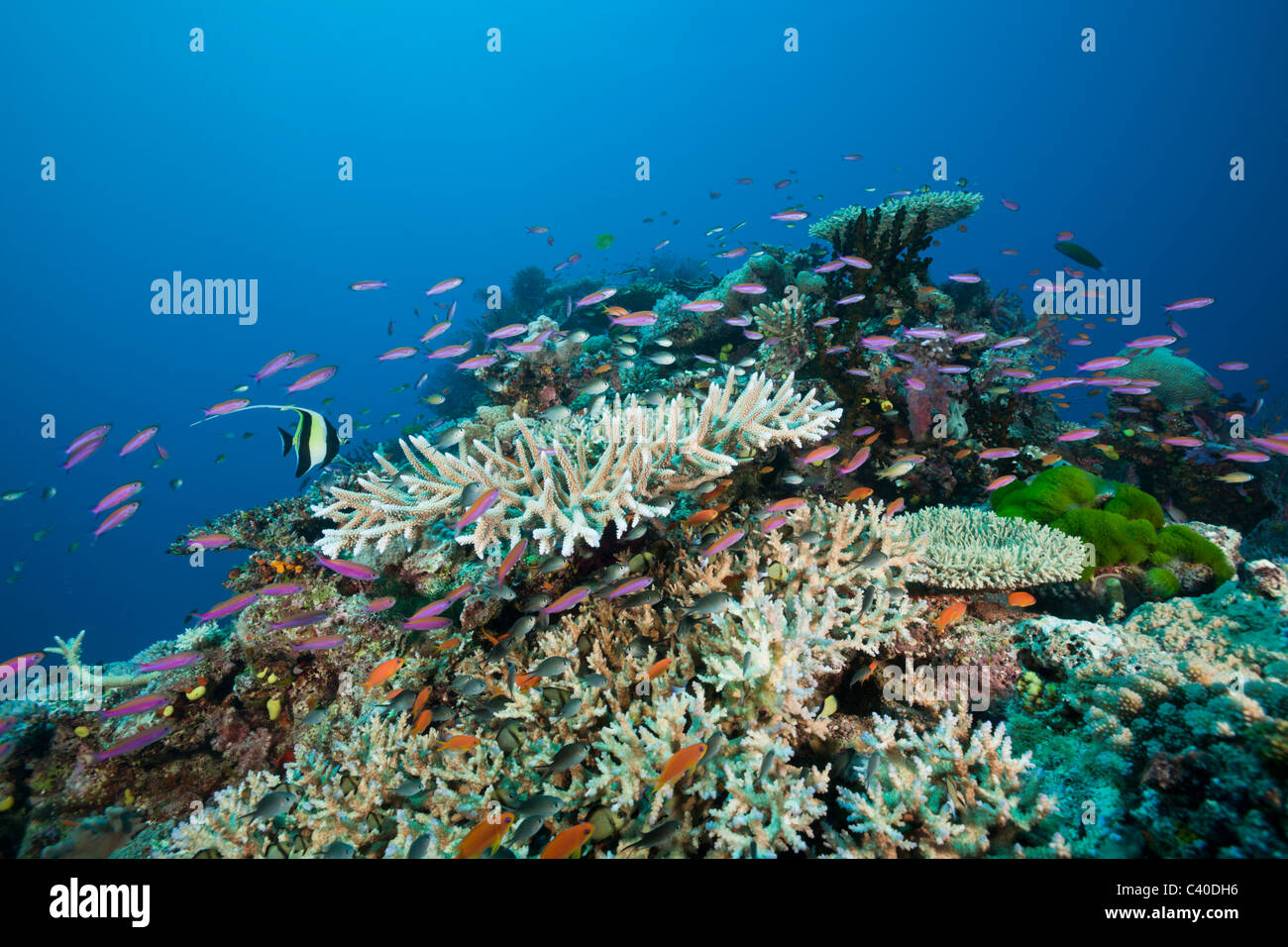 Slender Basslets, récifs coralliens dans Luzonichthys whitleyi Namena, réserve marine, Fidji Banque D'Images