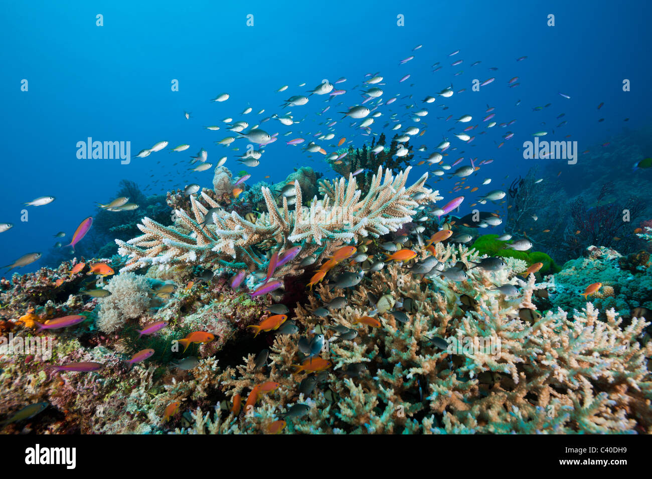 Plus Coralfishes Namena Reef, réserve marine, Fidji Banque D'Images