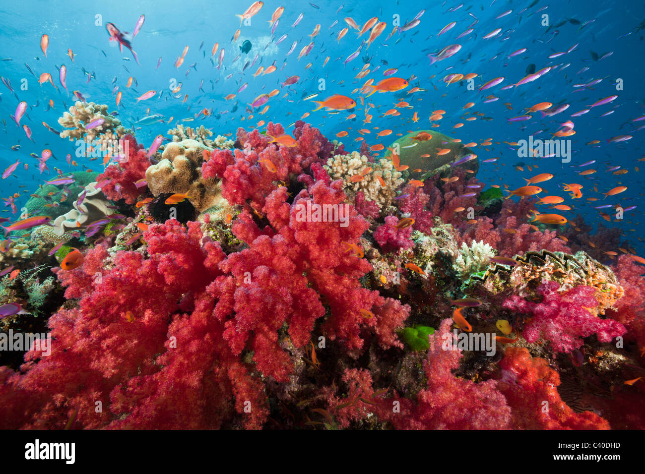 Lyretail Anthias à Coral Reef, Pseudanthias squamipinnis, Namena Réserve Marine, Fidji Banque D'Images