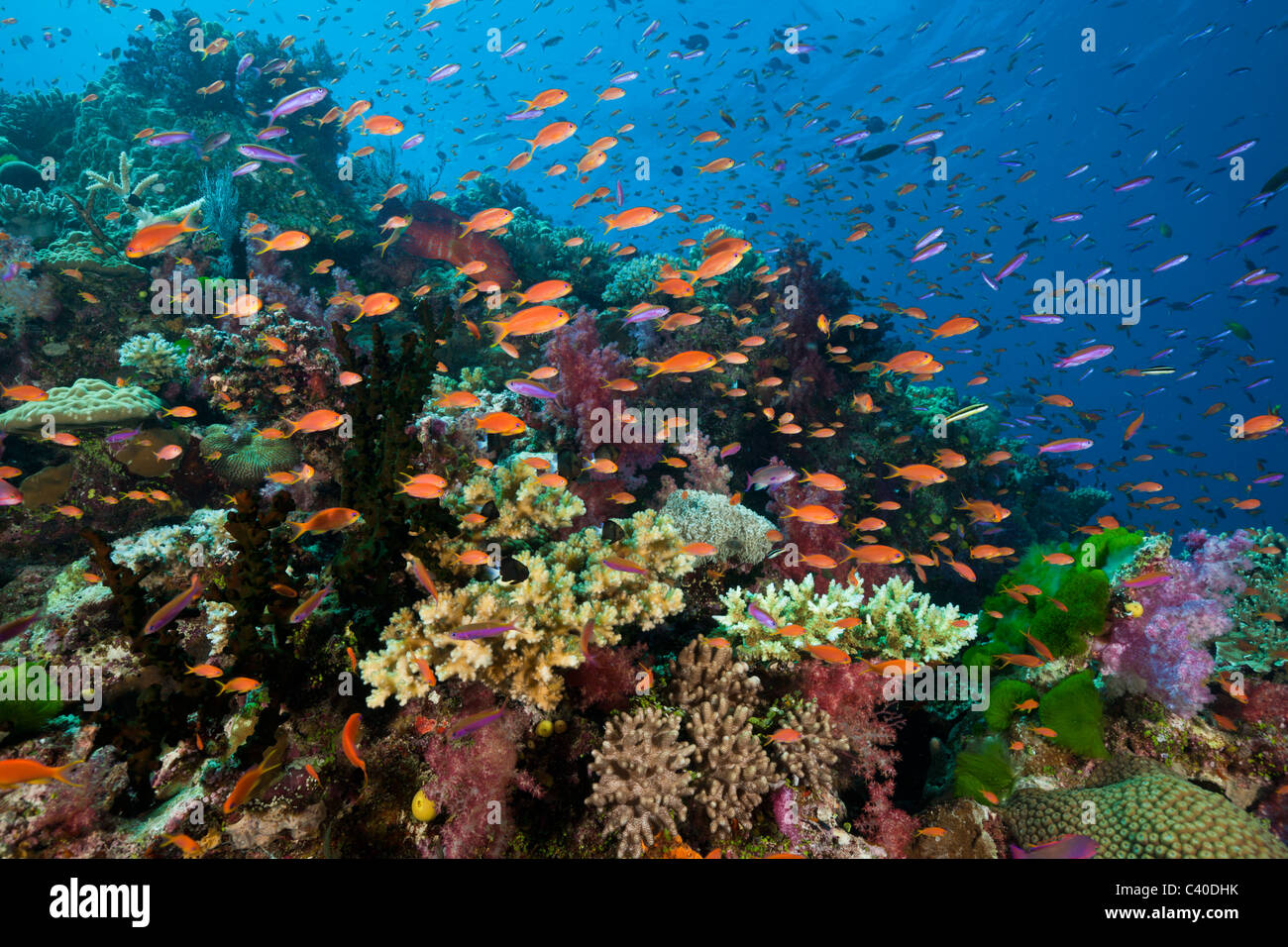 Lyretail Anthias à Coral Reef, Pseudanthias squamipinnis, Namena Réserve Marine, Fidji Banque D'Images