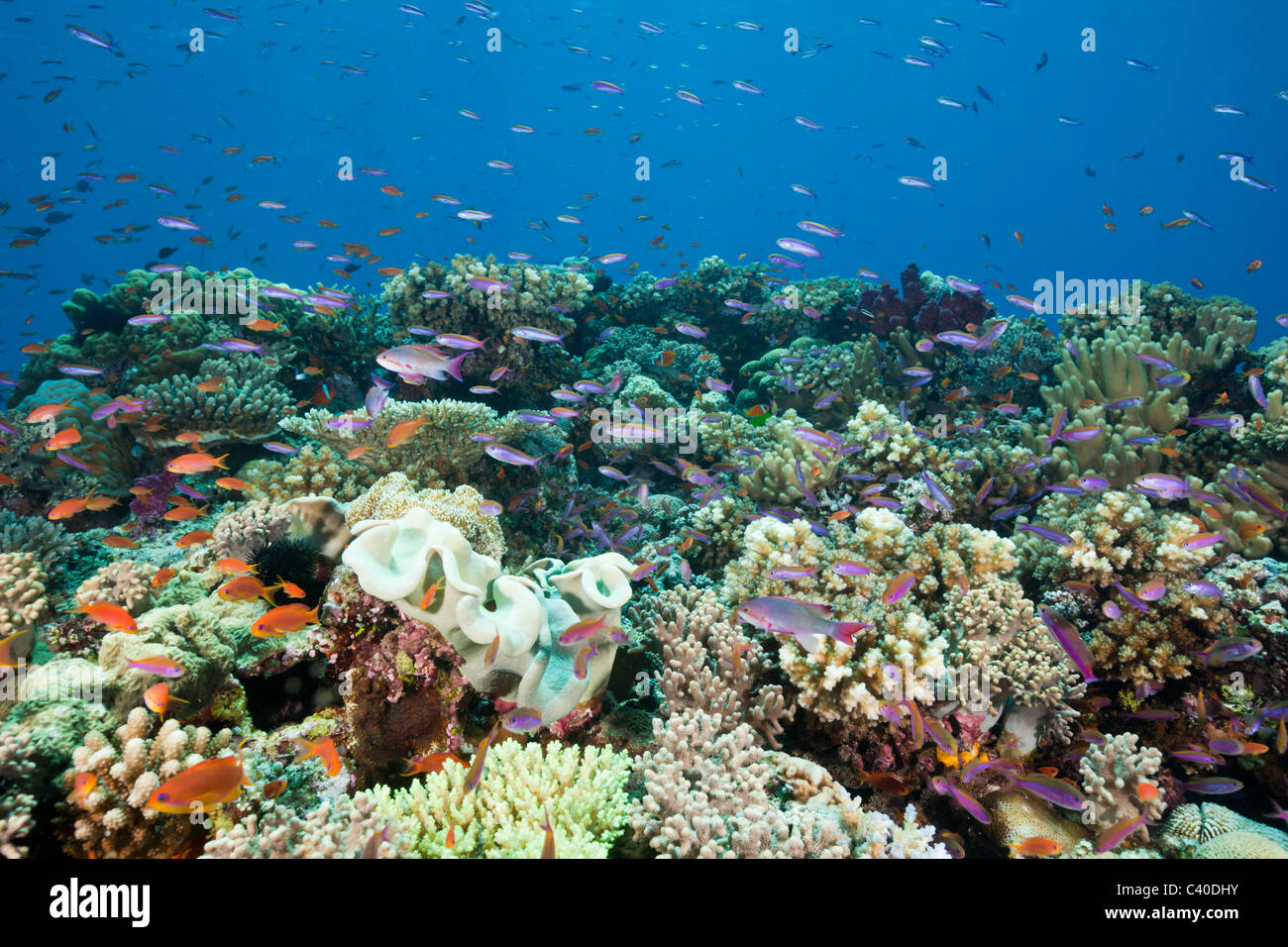 Anthias sur Coral Reef, Luzonichthys whitleyi, Pseudanthias squamipinnis, Namena Réserve Marine, Fidji Banque D'Images