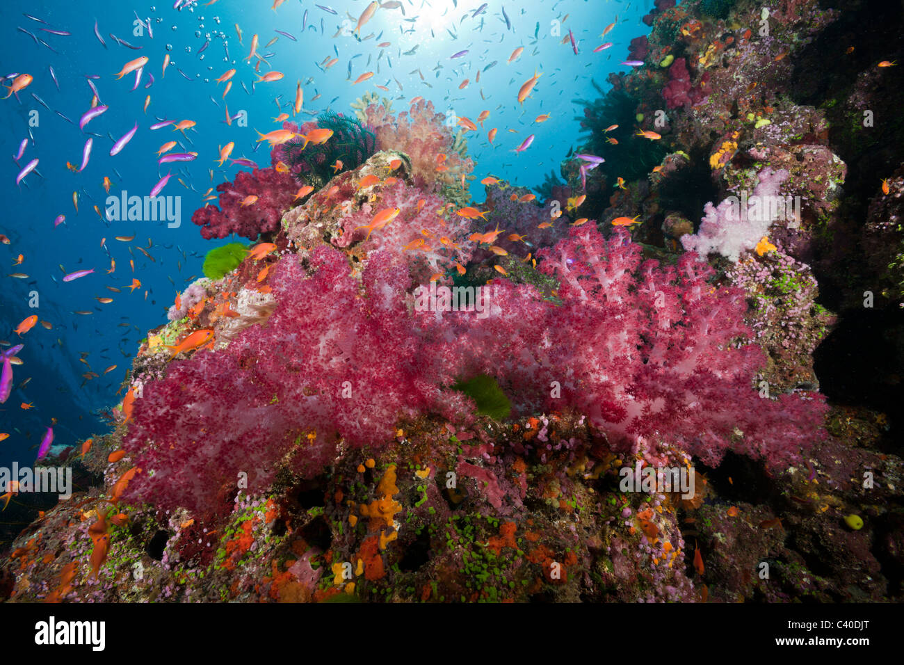 Les récifs coralliens colorés, Namena Réserve Marine, Fidji Banque D'Images