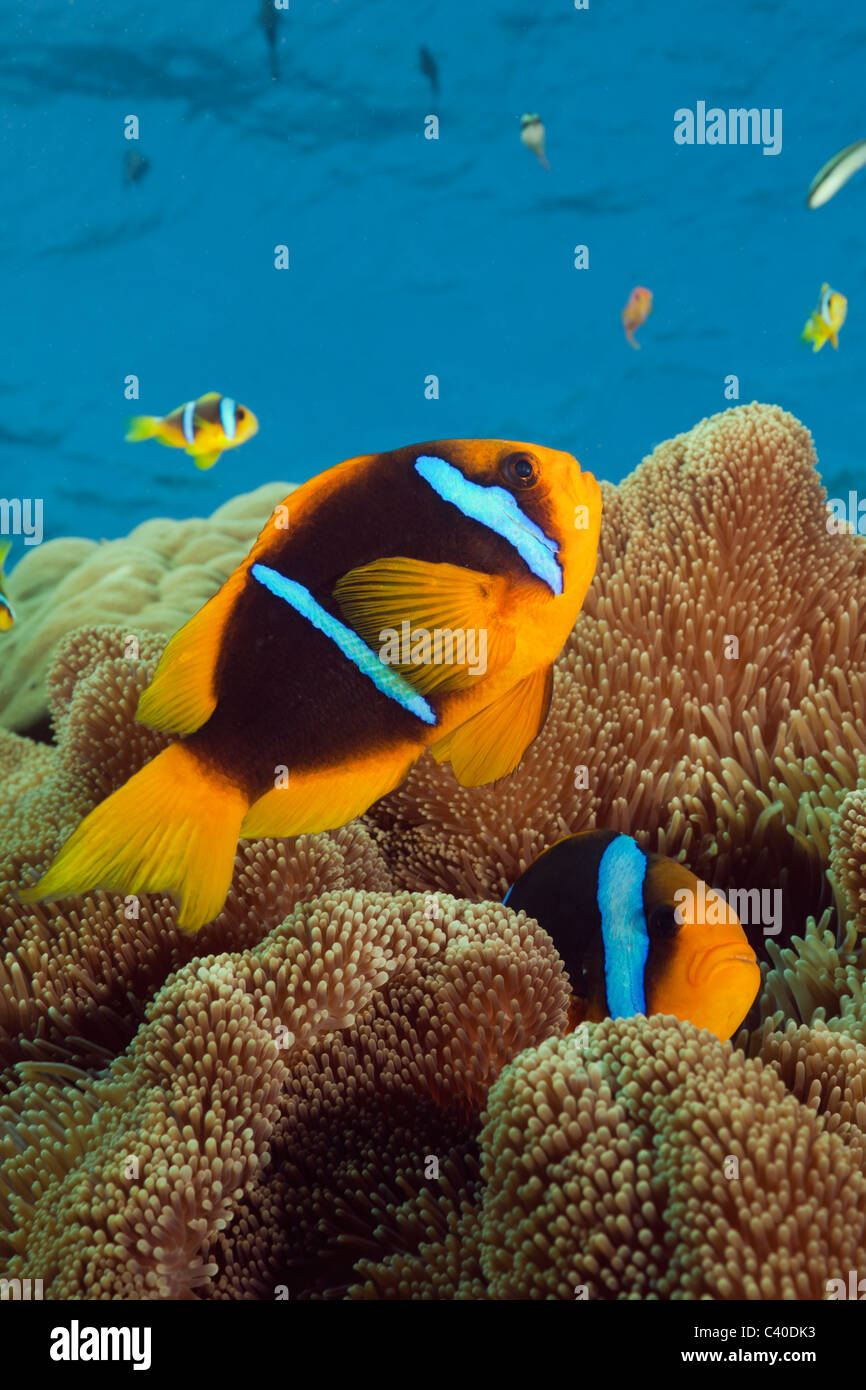 Orange-fin, poisson clown Amphiprion chrysopterus, Namena Réserve Marine, Fidji Banque D'Images