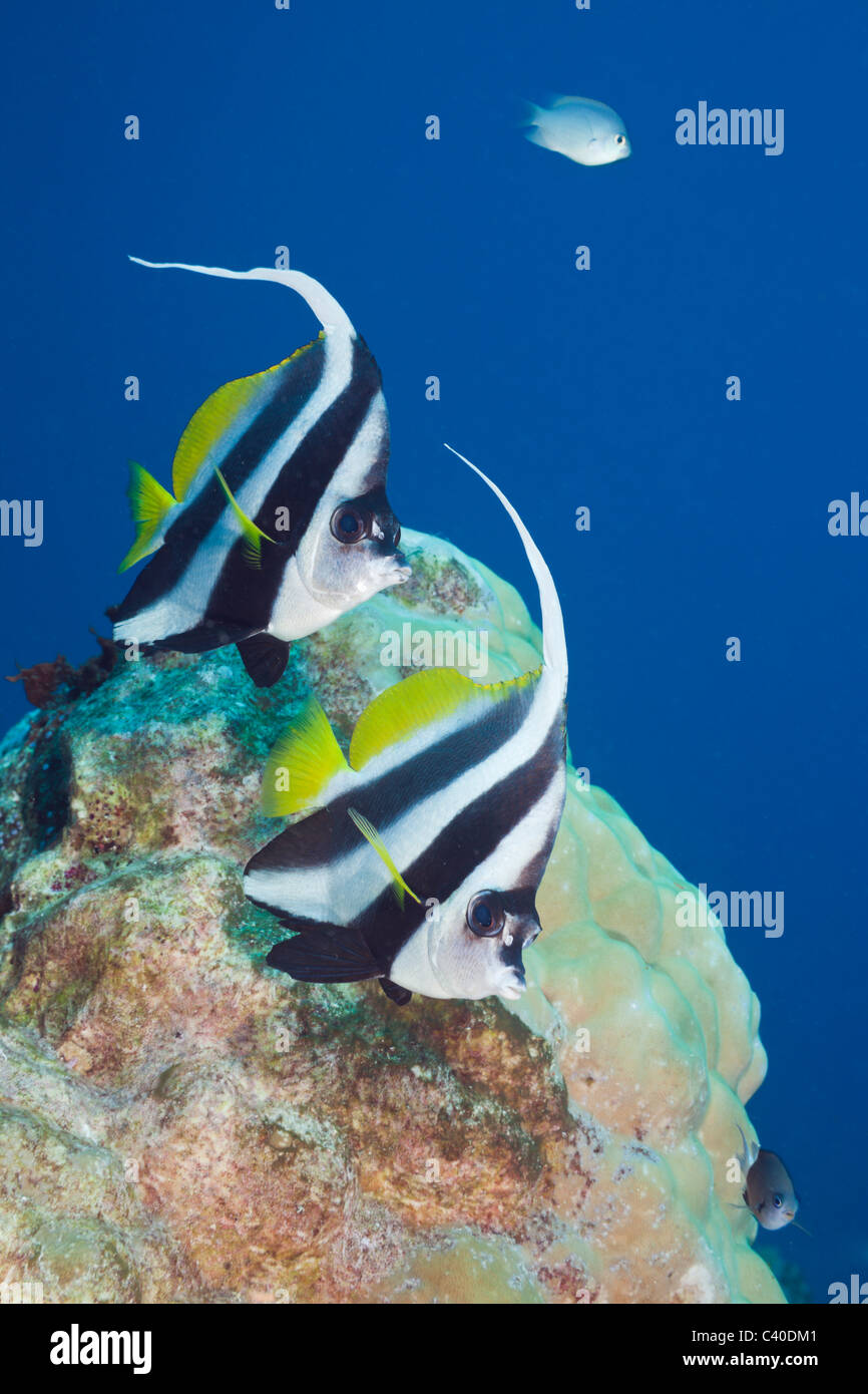 Paire de requins Bannerfish Heniochus acuminatus, Namena, réserve marine, Fidji Banque D'Images