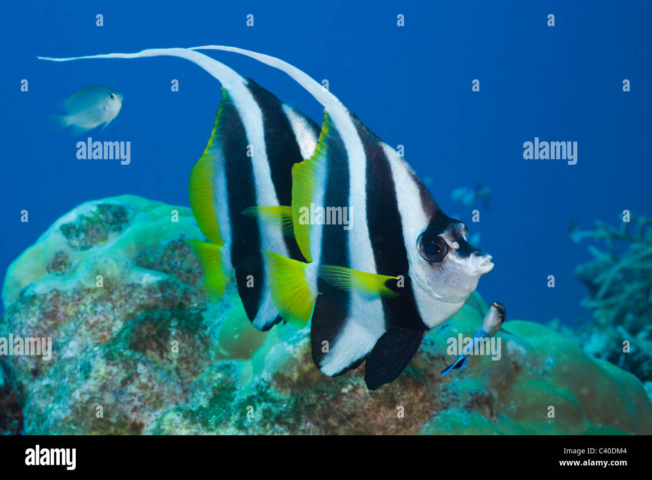Paire de requins Bannerfish Heniochus acuminatus, Namena, réserve marine, Fidji Banque D'Images
