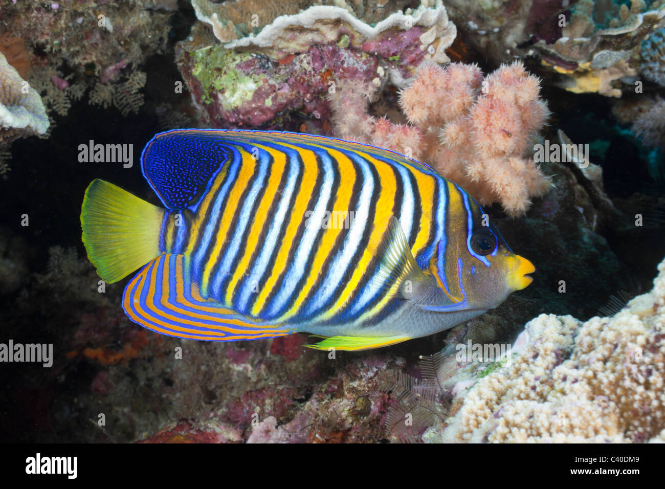 Pygoplites diacanthus Regal, poissons-anges, Namena Réserve Marine, Fidji Banque D'Images