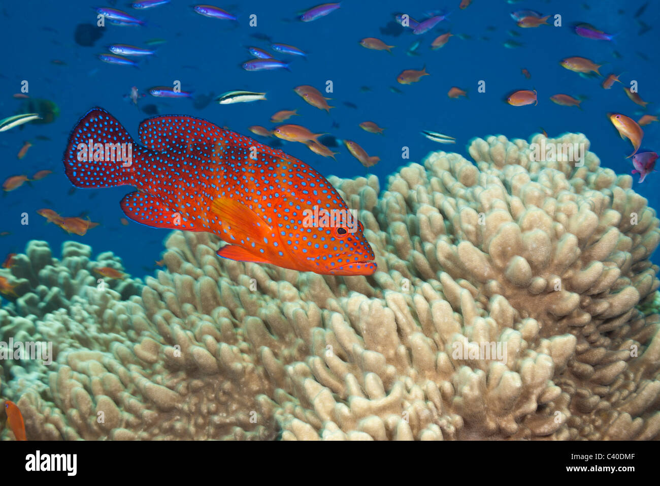 Loches Cephalopholis miniata, corail, Namena Réserve Marine, Fidji Banque D'Images