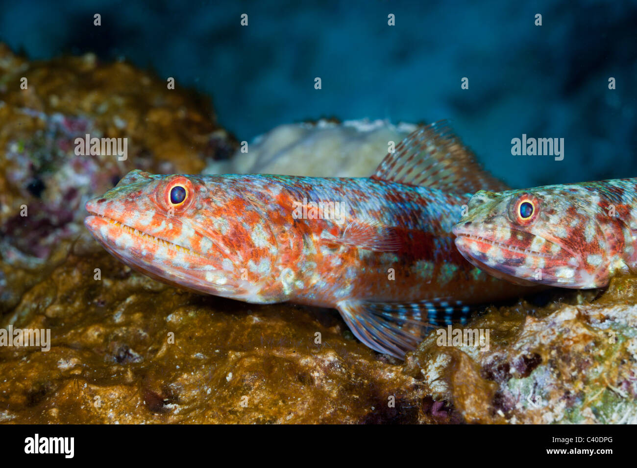 Reef, Lizardfish Synodus variegatus, Namena Réserve Marine, Fidji Banque D'Images