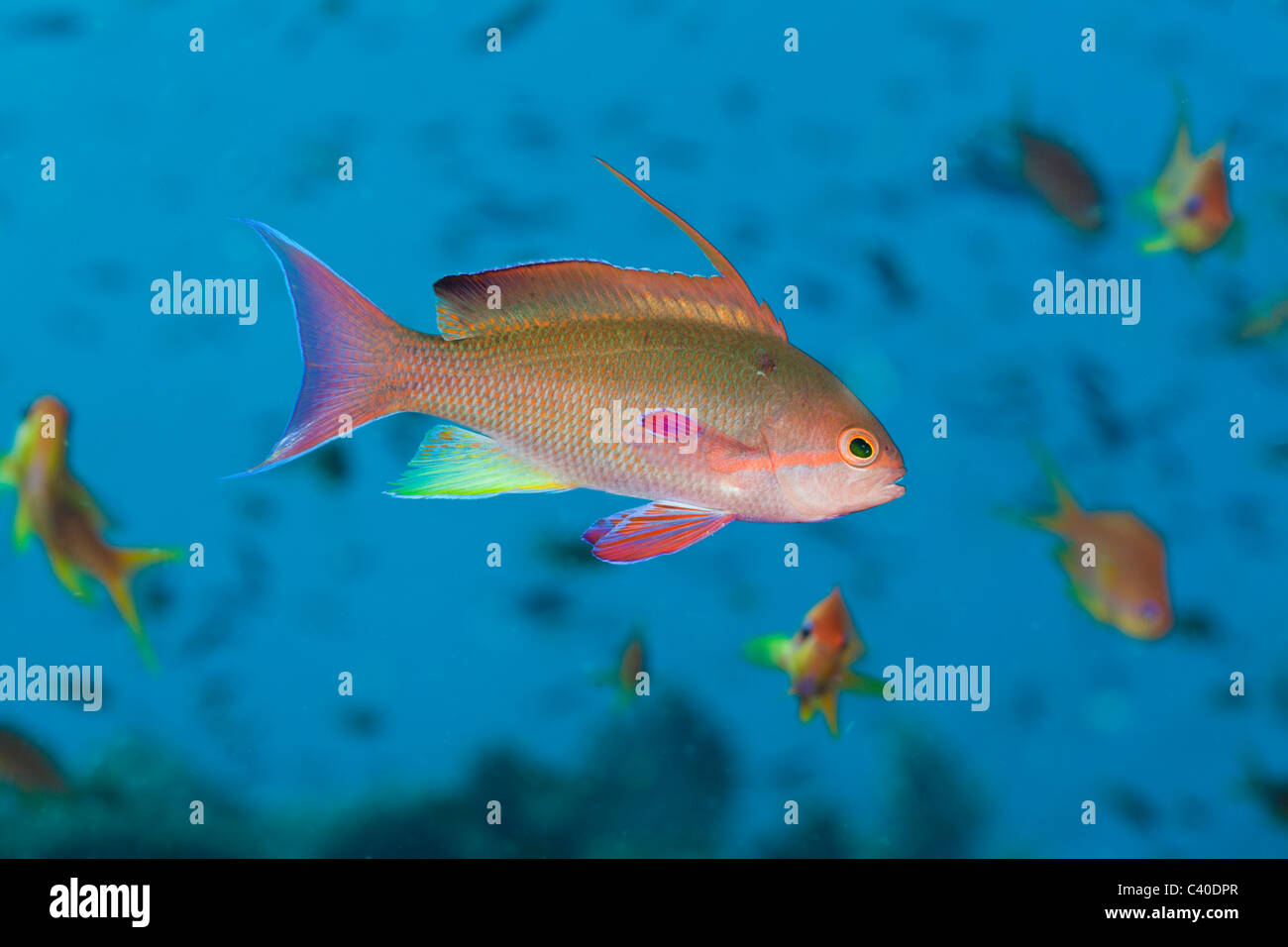 Lyretail Anthias Pseudanthias squamipinnis, Namena, réserve marine, Fidji Banque D'Images