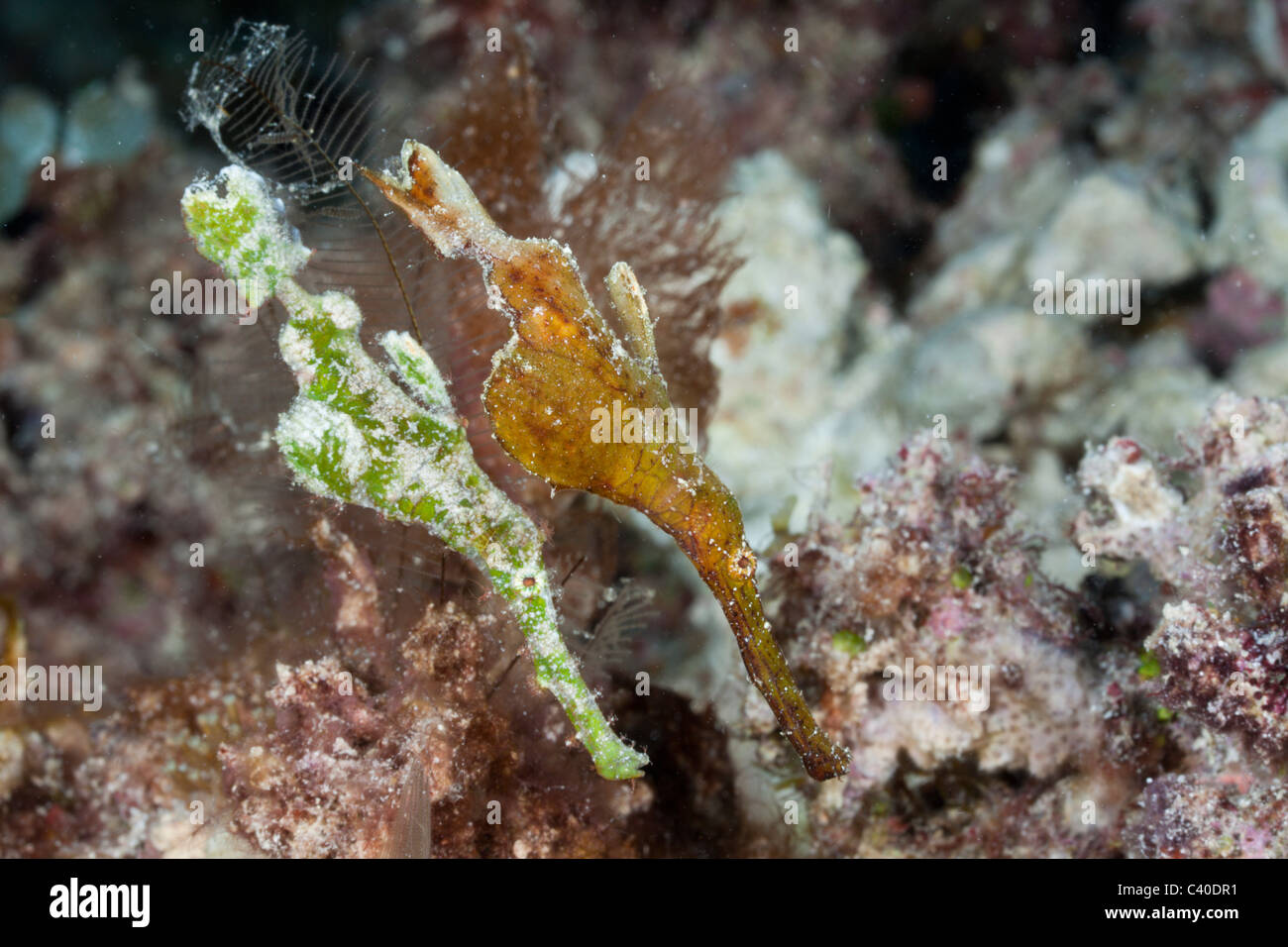 Paire de syngnathe fantôme, Solenostomus halimeda, Namena Réserve Marine, Fidji Banque D'Images
