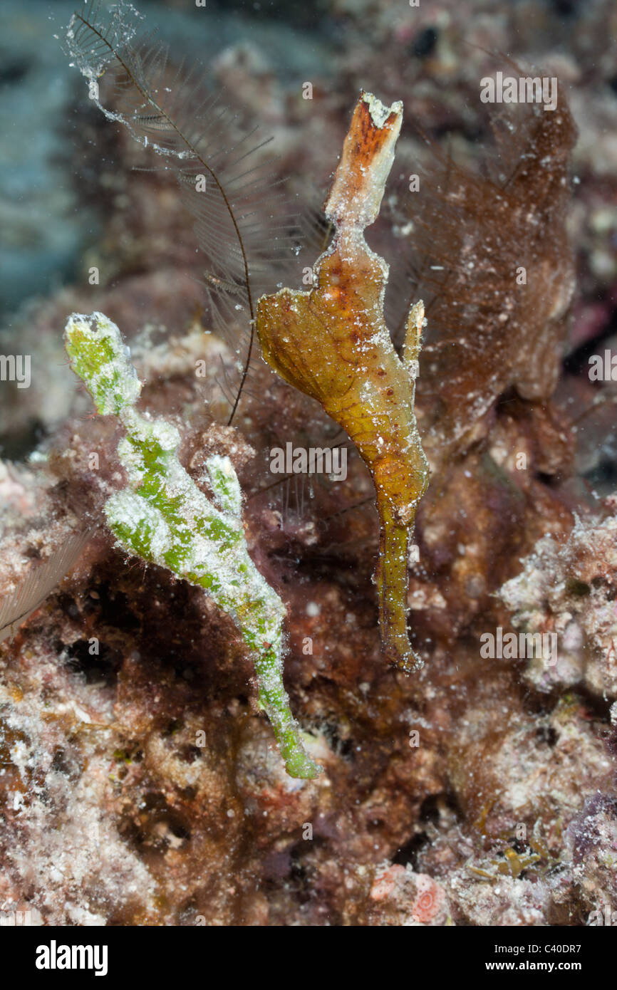 Paire de syngnathe fantôme, Solenostomus halimeda, Namena Réserve Marine, Fidji Banque D'Images