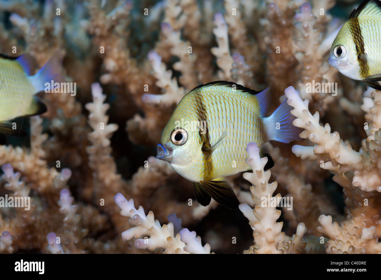 Dascyllus réticulée, Dascyllus reticulatus, Namena Réserve Marine, Fidji Banque D'Images