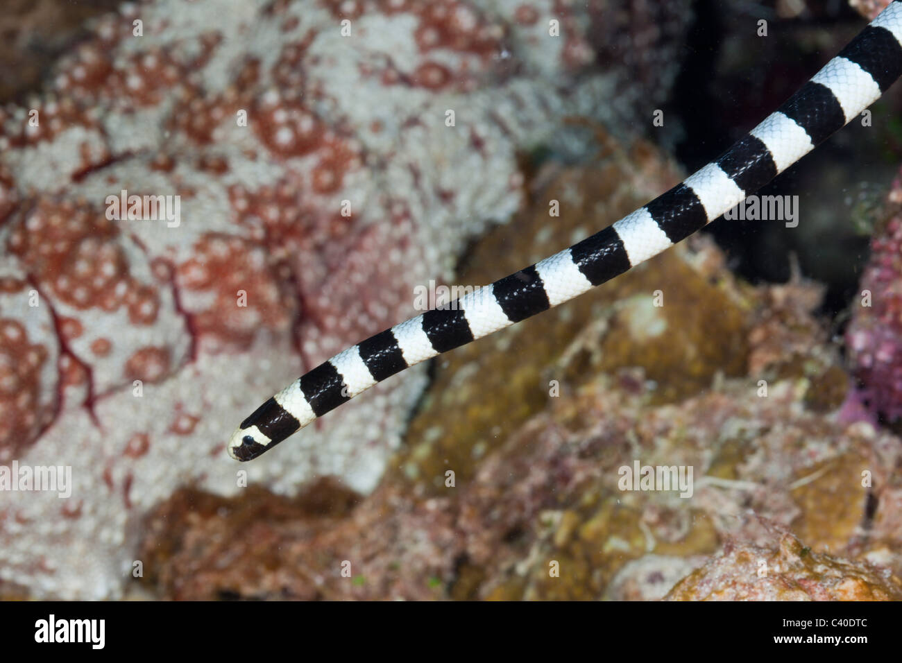 Jaune bagués-lip Krait, colobrina mer laticauda, Gau, Fidji, Lomaiviti Banque D'Images