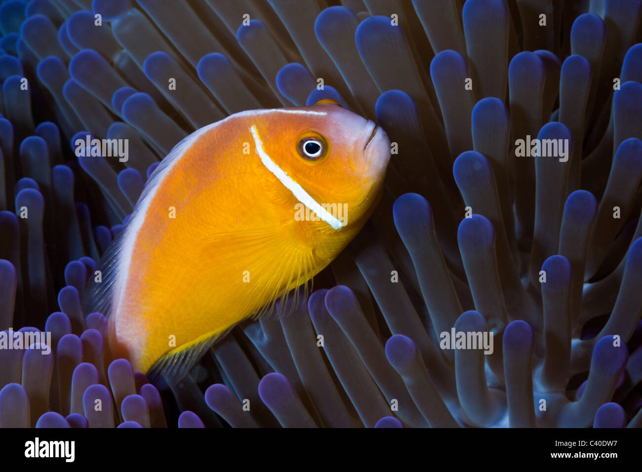 Poisson Clown Amphiprion perideraion, rose, Gau, Fidji, Lomaiviti Banque D'Images