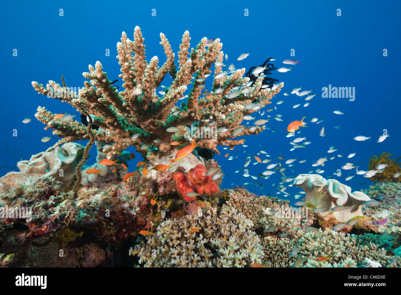 Coral Reef, Gau, Fidji, Lomaiviti Banque D'Images