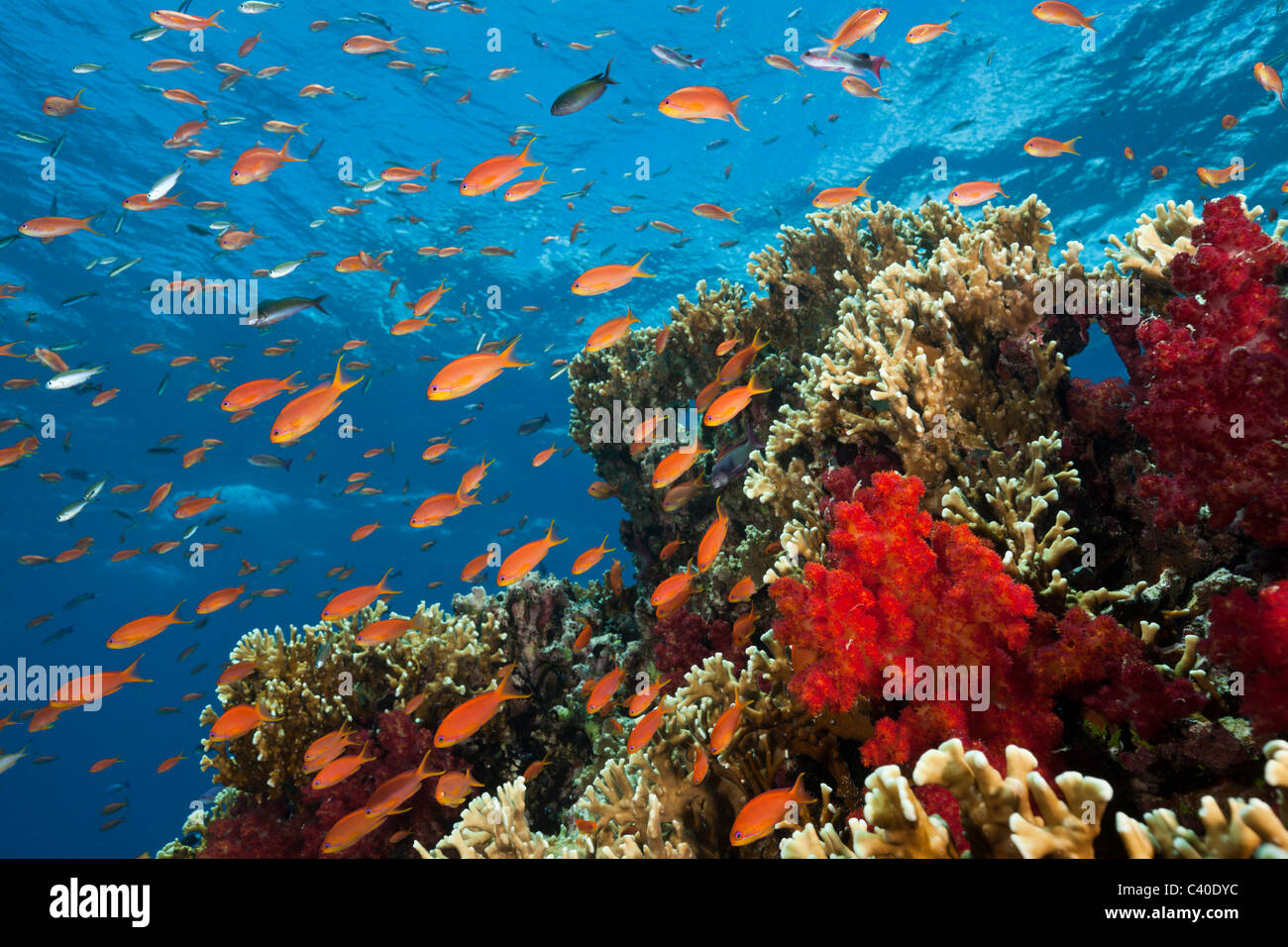 Lyretail Anthias à Coral Reef, Pseudanthias squamipinnis, Gau, Fidji, Lomaiviti Banque D'Images