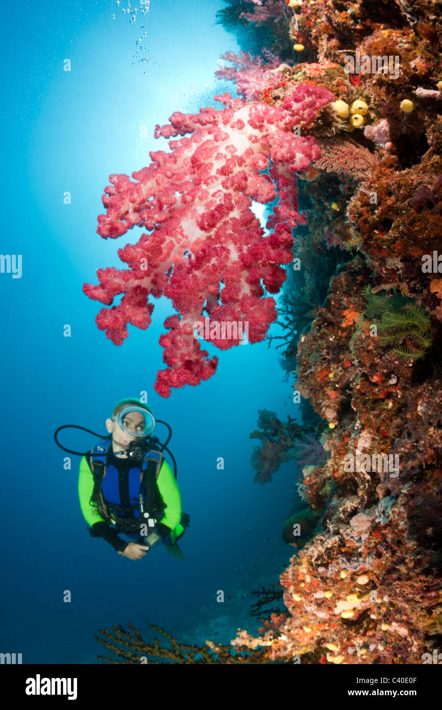 Plongée sous marine et les récifs coralliens, Namena Réserve Marine, Fidji Banque D'Images