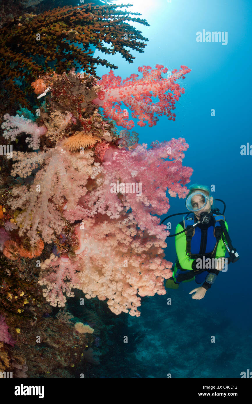 Plongée sous marine et les récifs coralliens, Namena Réserve Marine, Fidji Banque D'Images