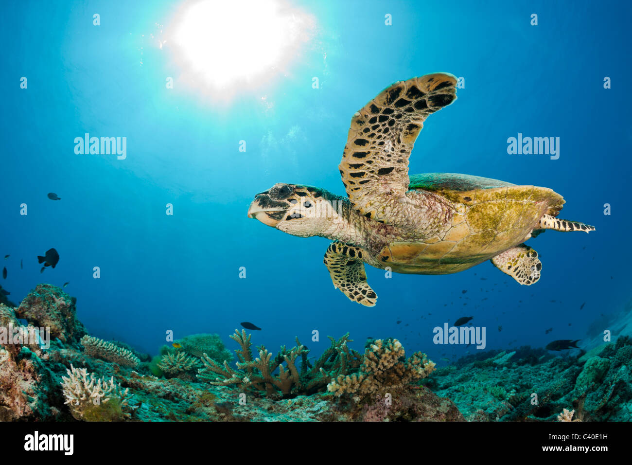 La tortue imbriquée, Eretmochelys imbricata, Namena Réserve Marine, Fidji Banque D'Images