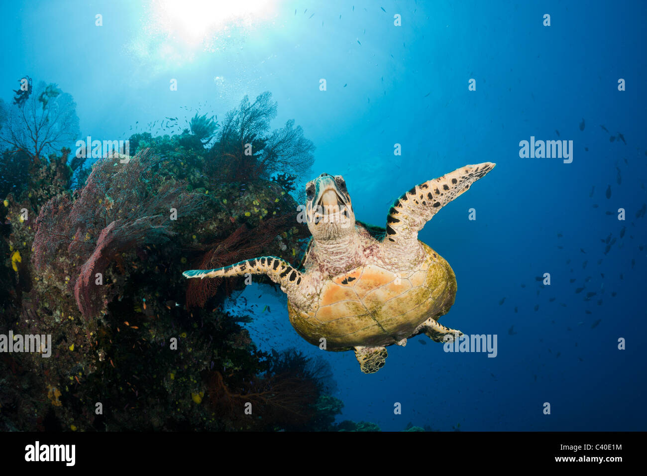 La tortue imbriquée, Eretmochelys imbricata, Namena Réserve Marine, Fidji Banque D'Images