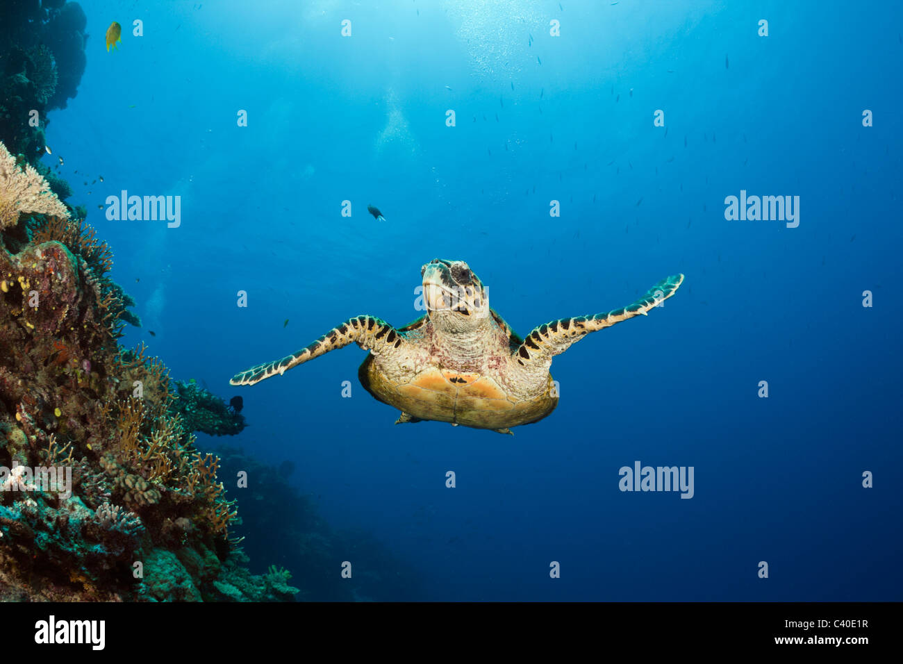 La tortue imbriquée, Eretmochelys imbricata, Namena Réserve Marine, Fidji Banque D'Images