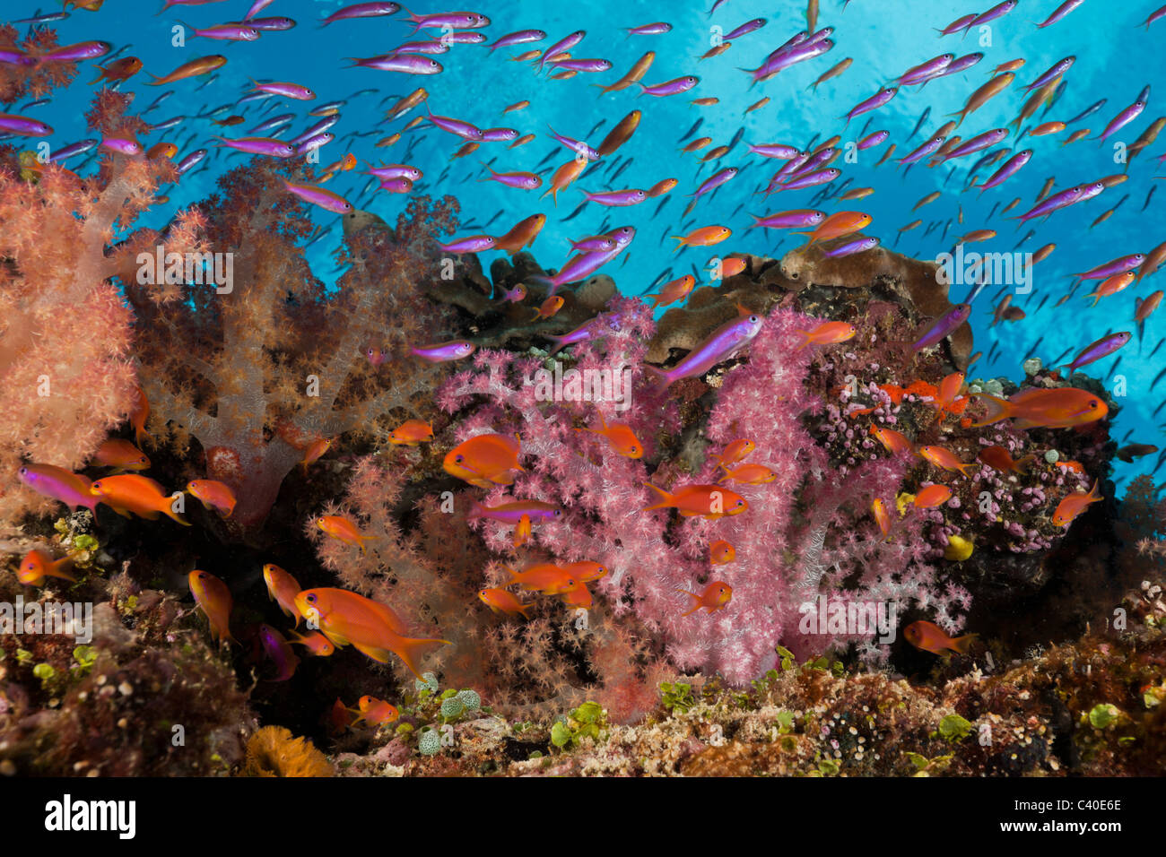 Les récifs coralliens colorés, Namena Réserve Marine, Fidji Banque D'Images