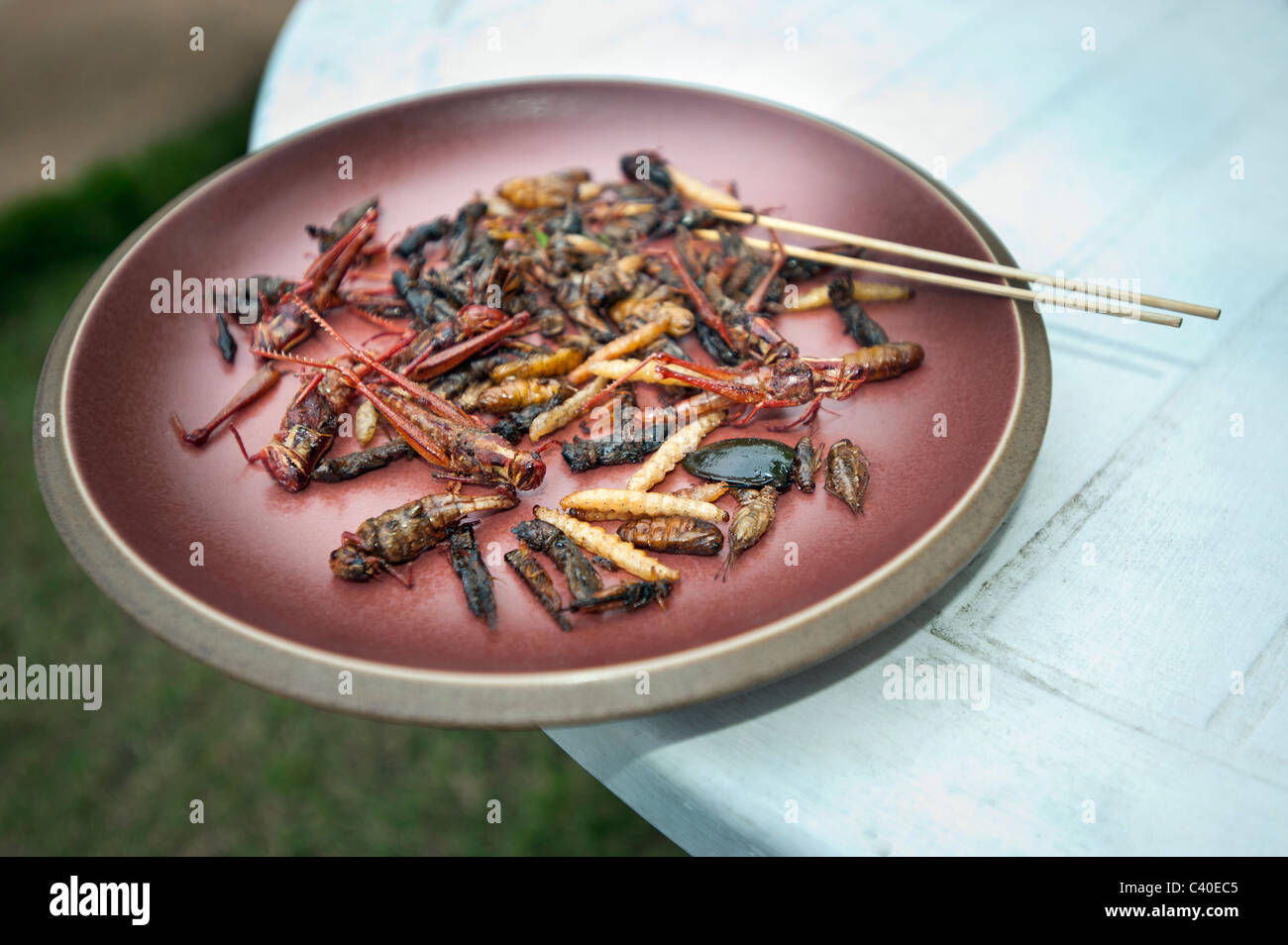 Repas d'insectes frits aliments sur la plaque Thaïlande thai thaifood snack délicieux insectes sauterelle cricket fine mouche bug ver cockroac ver Banque D'Images